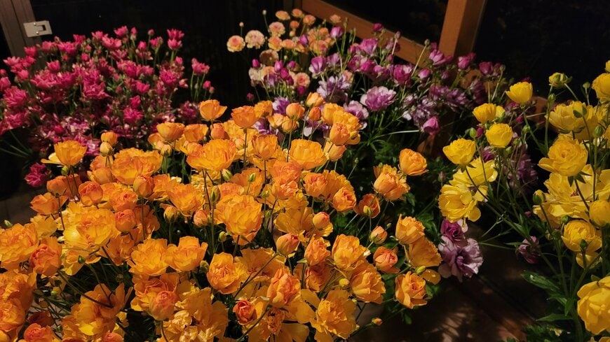 春ベランダの主役は…「ラナンキュラスラックス」に決まり！〈1株でモリモリ満開〉＆〈背が高い〉室内からも眺めも華やか！