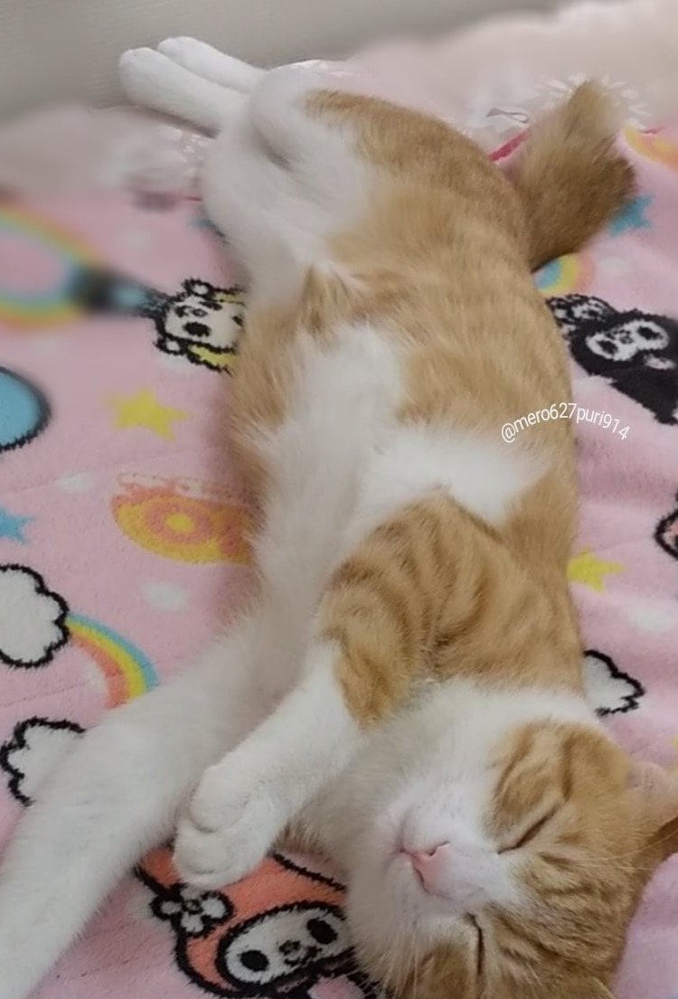 出所：@mero627puri914 