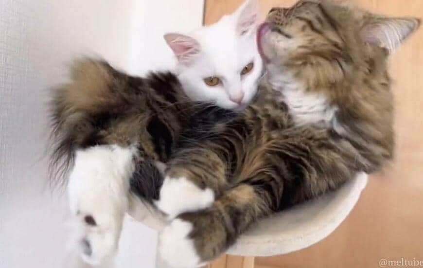 出所：@meltube_cat