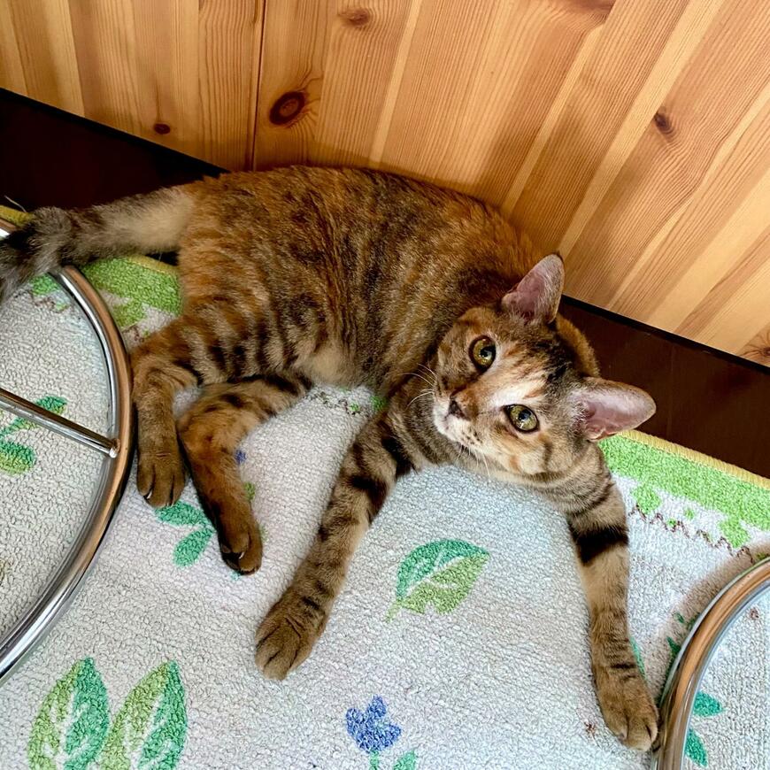 出所：@Adonis_Beginner