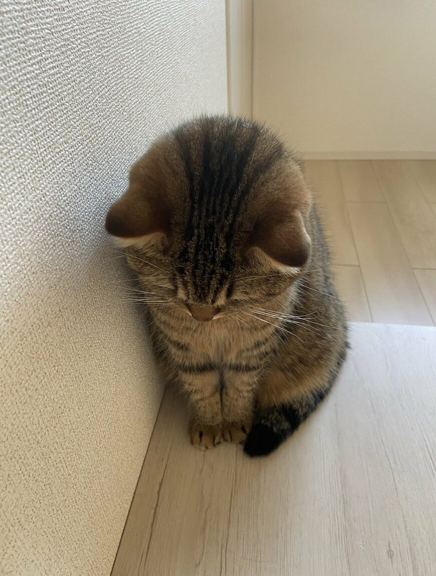 「何だこの可愛い生命体は」うつむく猫ちゃんが可愛すぎる…愛らしい姿に大反響