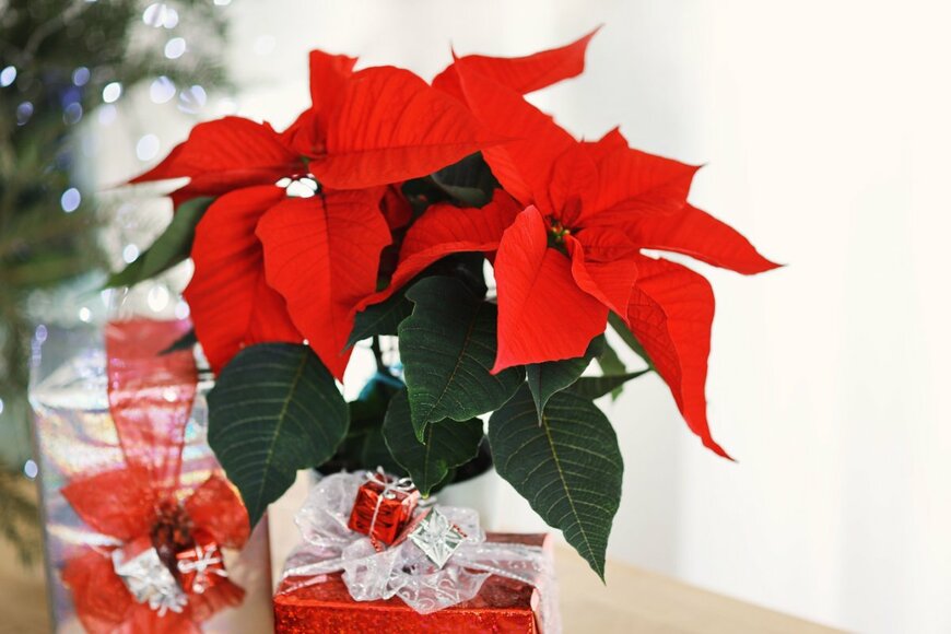                                                              Germanroam/shutterstock.com