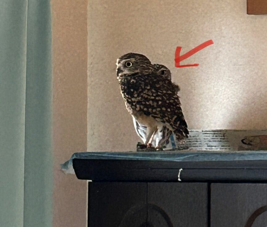 出所：@chimaki_anahori