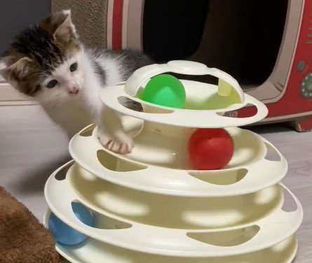 出所：@Saeroyi_cat