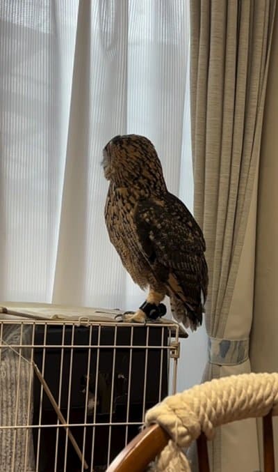 【猫パンチ？にびっくりするフクロウ】突然出てきた手にビビる姿が可愛すぎる！