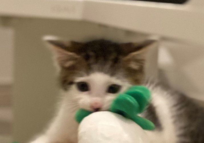 出所：@Saeroyi_cat