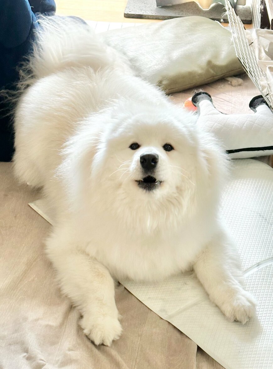 出所：@samoedsoran