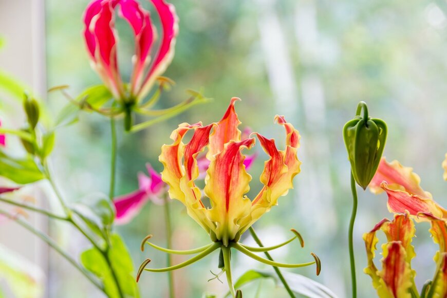 Tadashi Okabe/Shutterstock.com