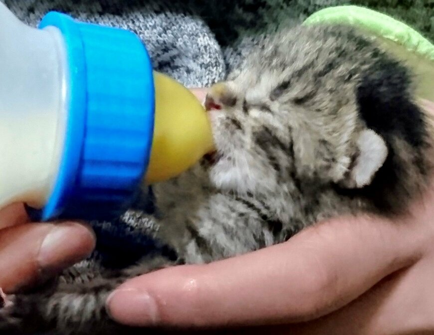 出所：@luna7taka9