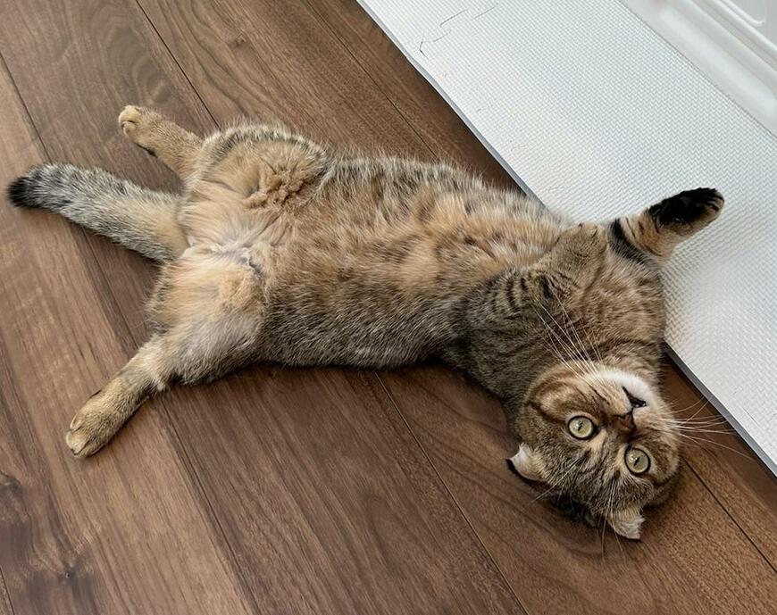 出所：@ponpokopontanu