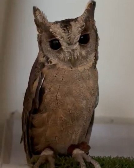 【しょんぼりフクロウ】掃除機がこわかったフクロウさん　うな垂れる姿がかわいすぎると話題「完全にショボン目がかわいい」