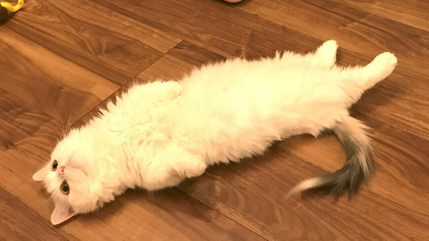 出所：@ponpokopontanu