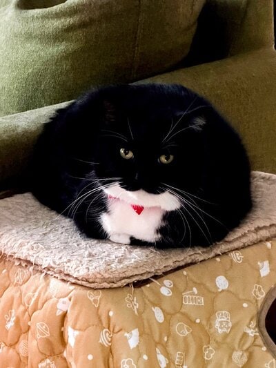 出所：＠unicouniuni3