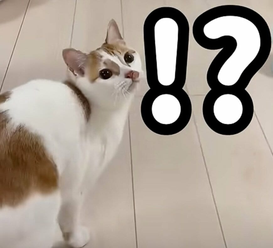 「レアな瞬間だ」ドジっ子猫の“意外な行動”に笑ってしまう！まさかの展開が話題