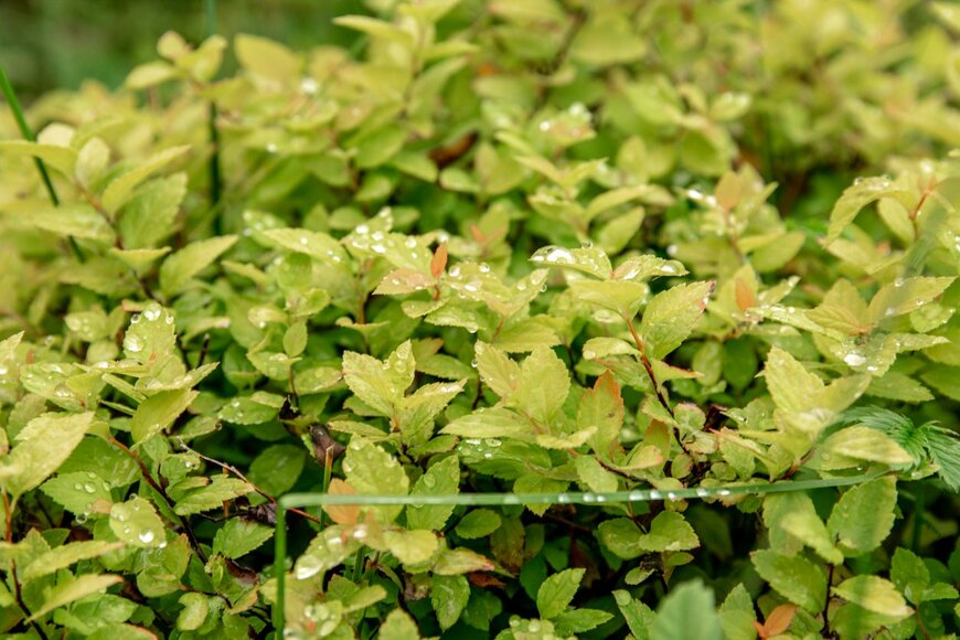 Sarbinaz Mustafina/istockphoto.com