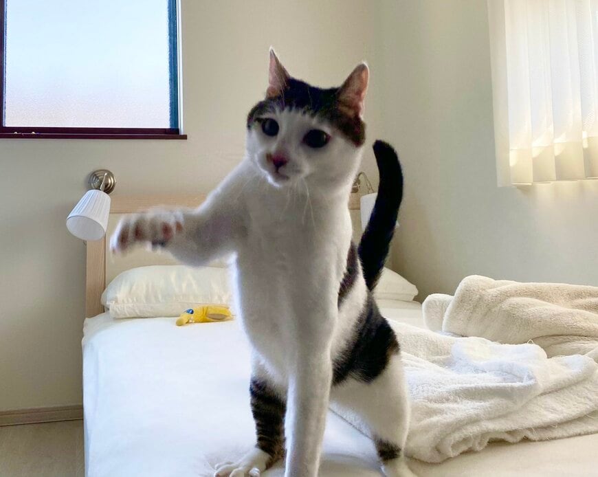 出所：@Saeroyi_cat