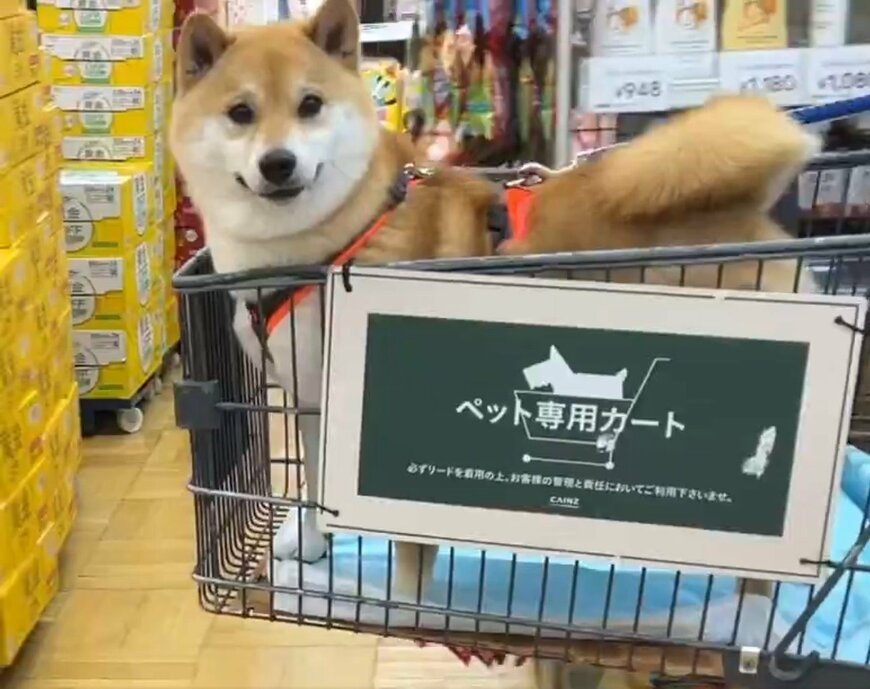 何買おっかな～！ルンルンな姿で買い物する柴犬くんが「目移りしちゃうね？」と話題