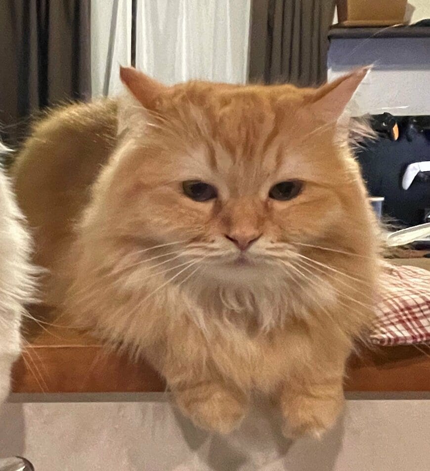 出所：@NEKOLAND13