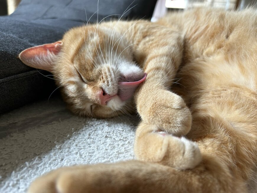 出所：@Beercat_Ana_Dar