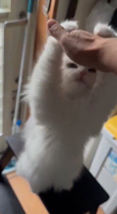 出所：@NEKOLAND13