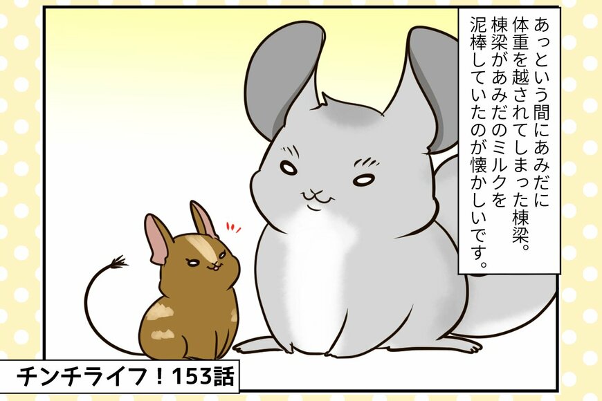 【チンチライフ153話】チンチラさんより小柄なデグーの棟梁はスルーされがち？賢い棟梁が考えた作戦とは