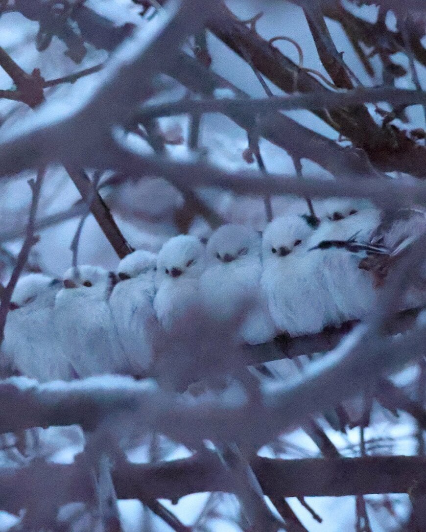 出所：@daily_simaenaga