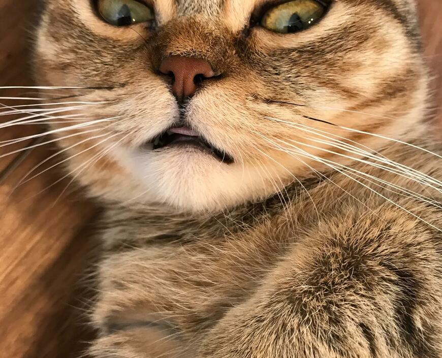 出所：@ponpokopontanu 