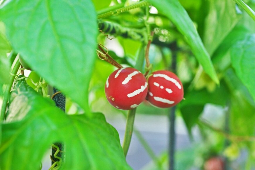 igaguri_1/istockphoto.com