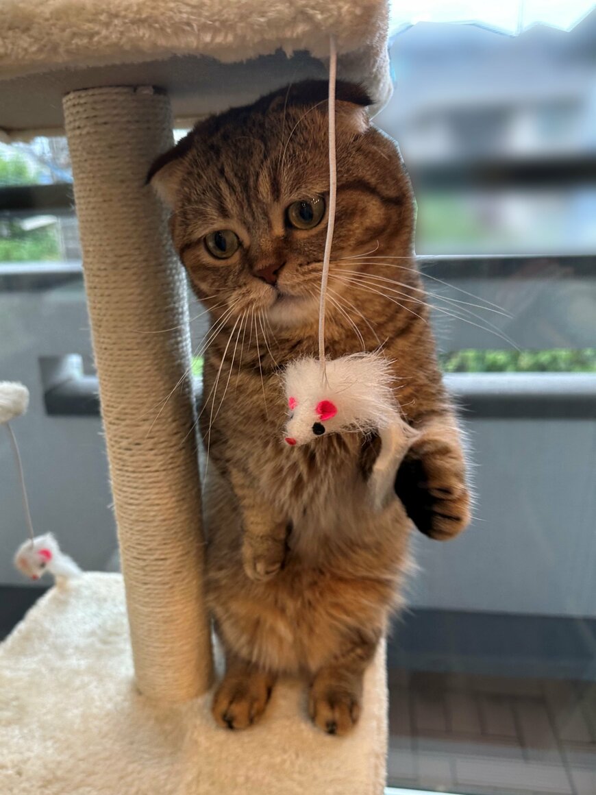 出所：@ponpokopontanu