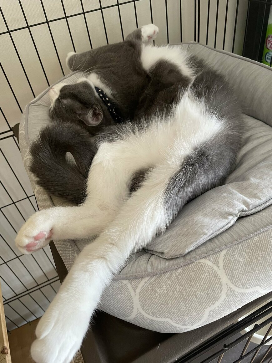 出所：@neko_wagaya