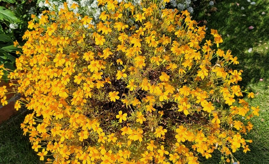 1苗で、ほぼ1年中「モリモリ咲く」！ しかも驚くほど「香りのいい」花3つ。バニラにシトラス、チョコの香りも！