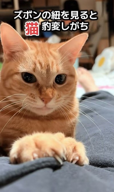 【猫あるある】猫ちゃんに紐を見せると…→実際の反応がすごいと話題に