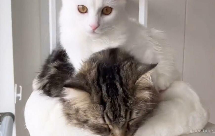 出所：@meltube_cat