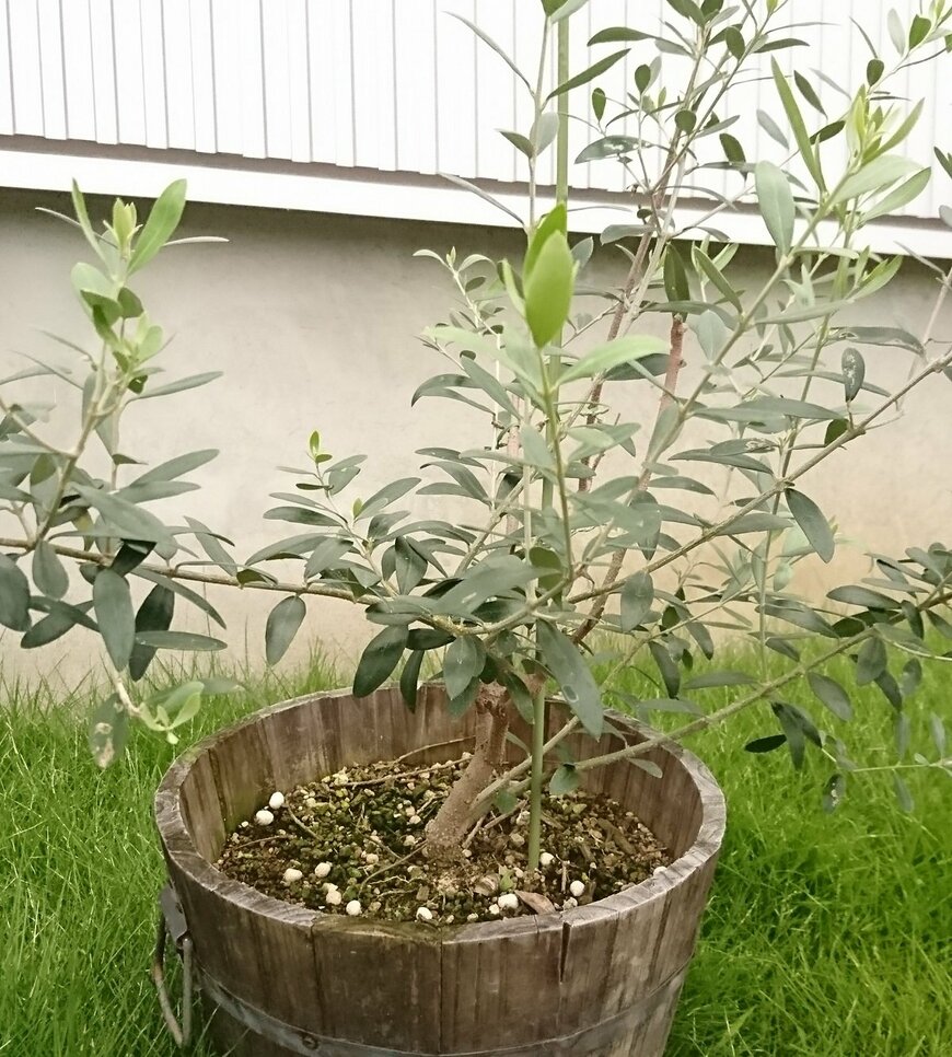 横張りのオリーブの木（LIMO編集部）