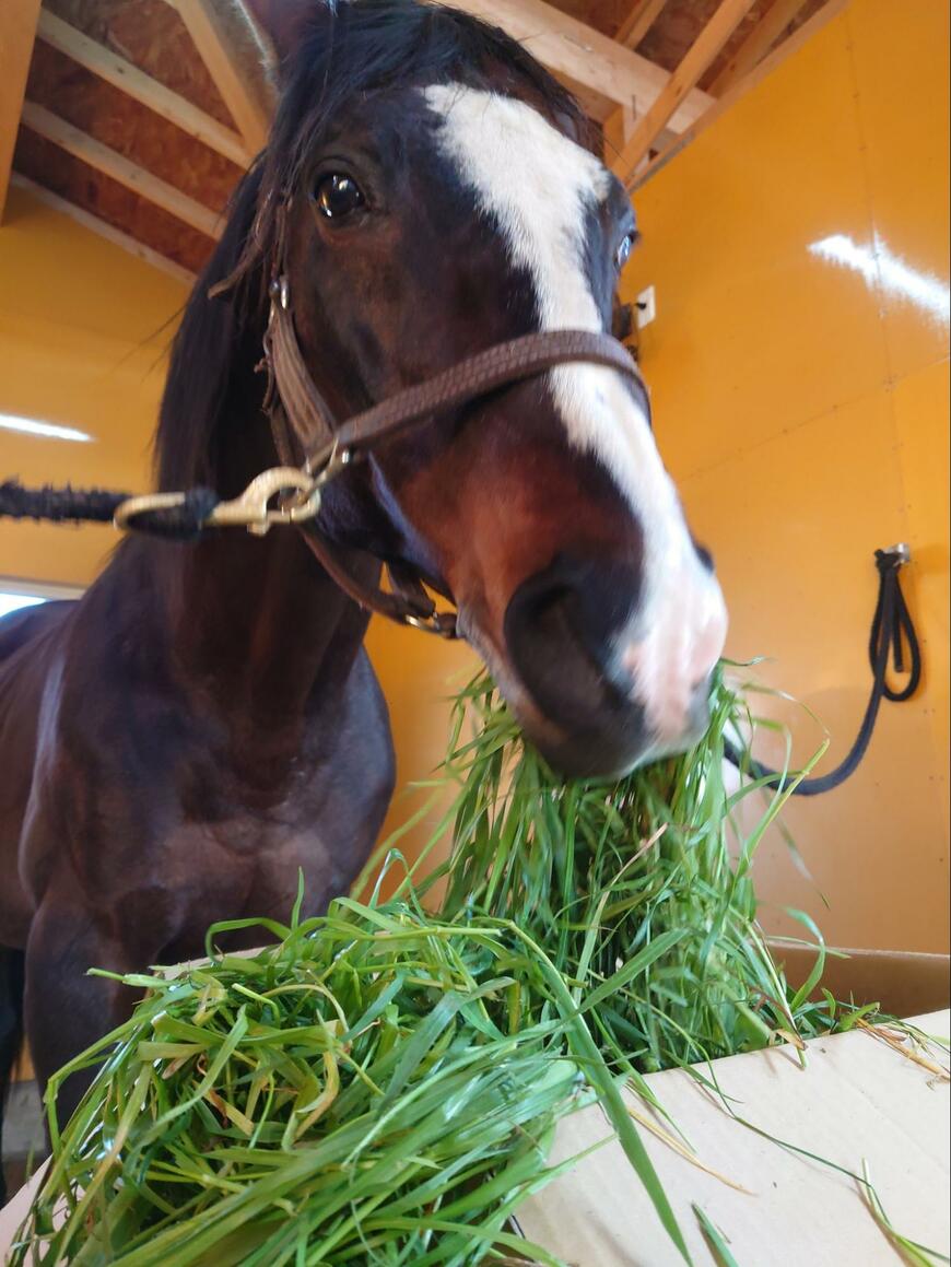 出所：Yogiboヴェルサイユリゾートファーム 