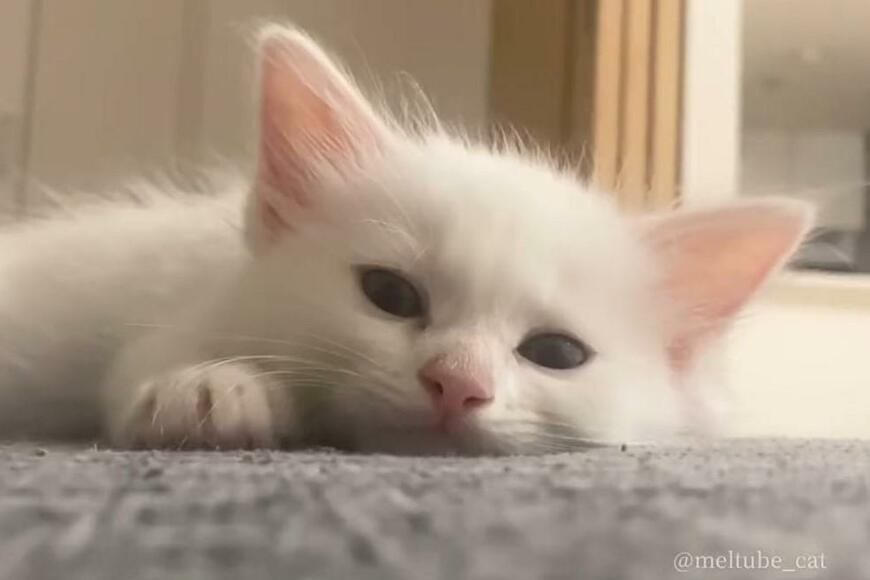 「んぎゃぁぁぁ」真っ白な子猫の寝起き「ぽやぽや」に悶絶