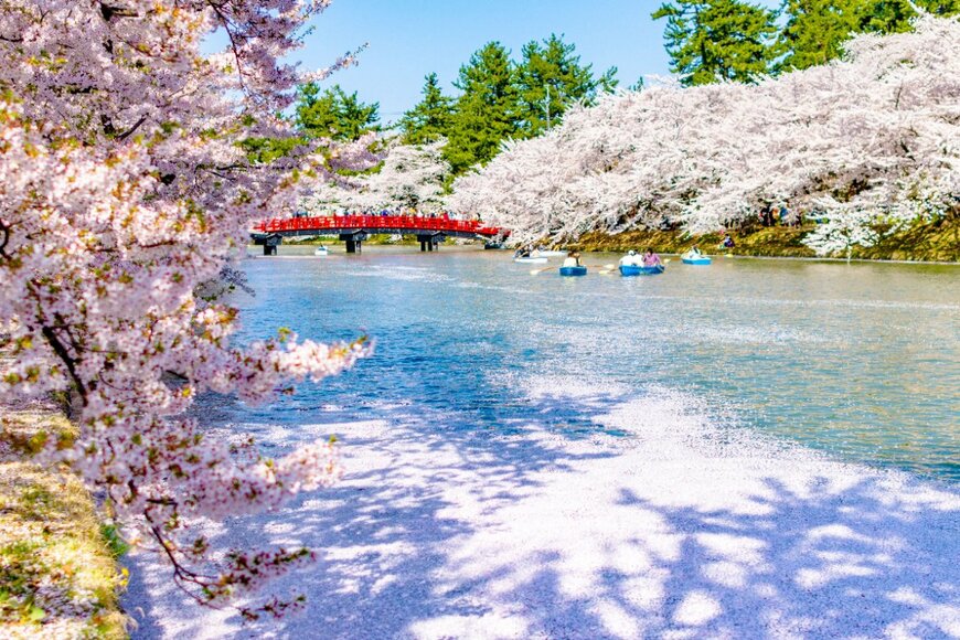 【お花見調査2023】一度は行ってみたい桜の名所ランキング！トップ5を発表