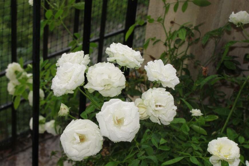 白色のバラが植えられている。