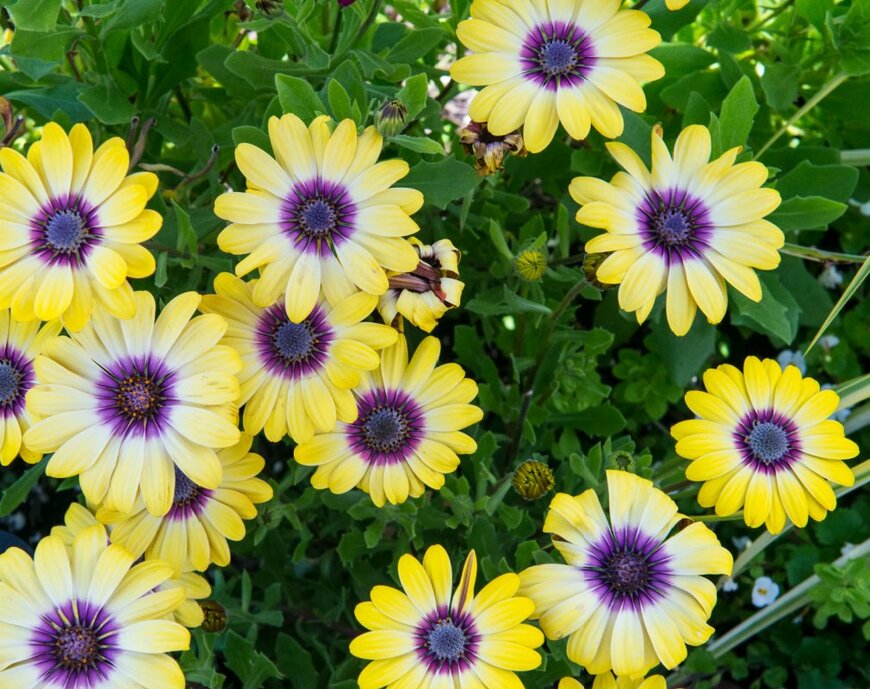 中央が紫色、花びらの外側が黄色の、オステオスペルマムの花