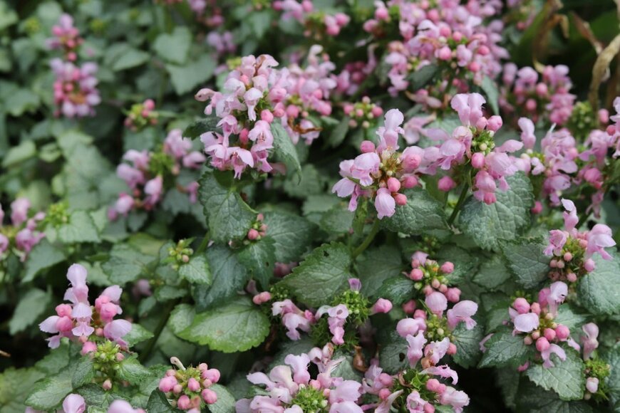 シルバーの葉の縁が緑色のラミウム。ピンクの花を咲かせている