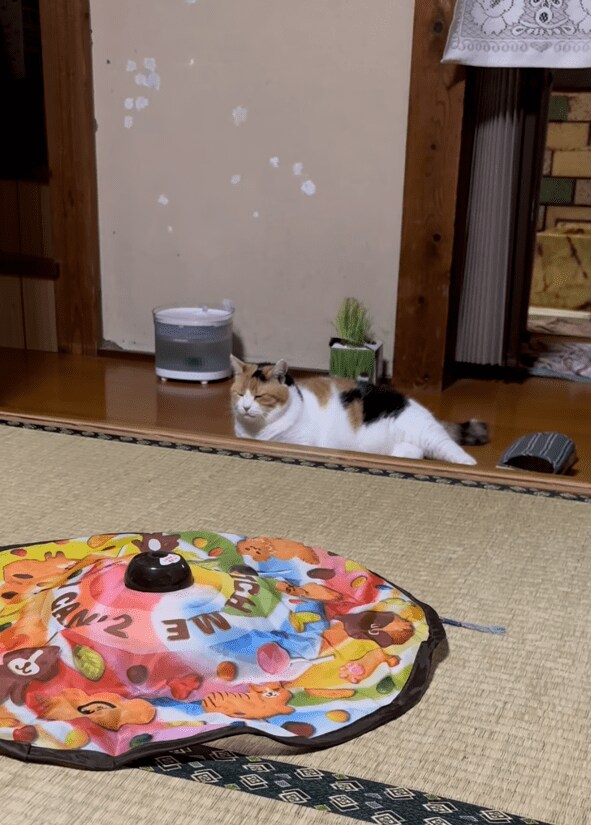 おもちゃよりお父さんが好きな猫