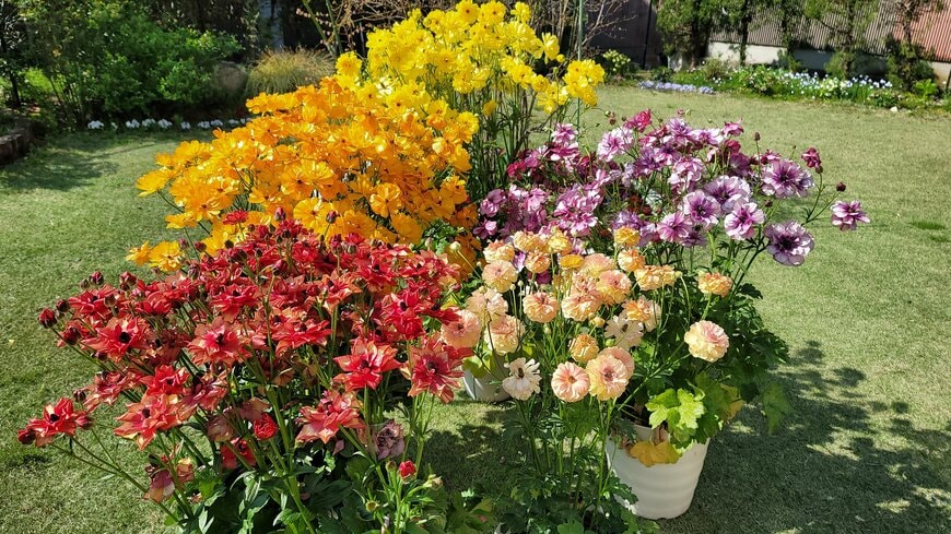 植え付け2年目のラナンキュラス ラックス満開の様子の著者撮影写真