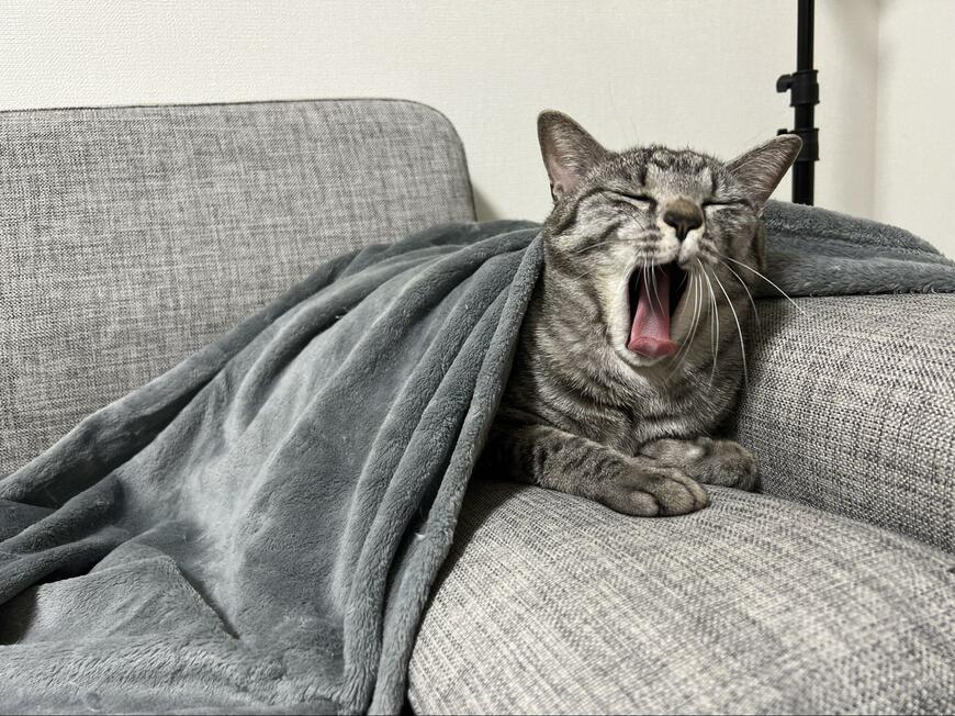 大あくびする猫