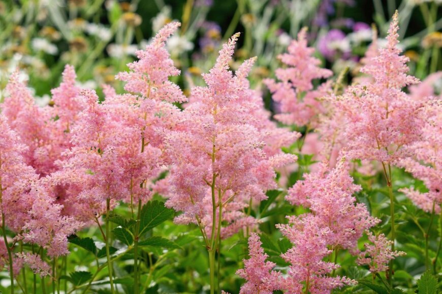 ピンクの花を咲かせているアスチルベ