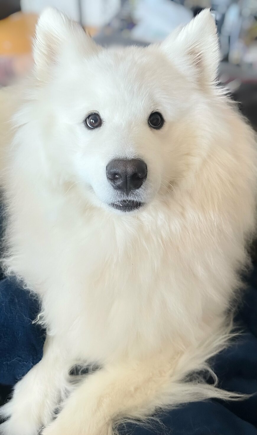 大きくなったサモエドの子犬