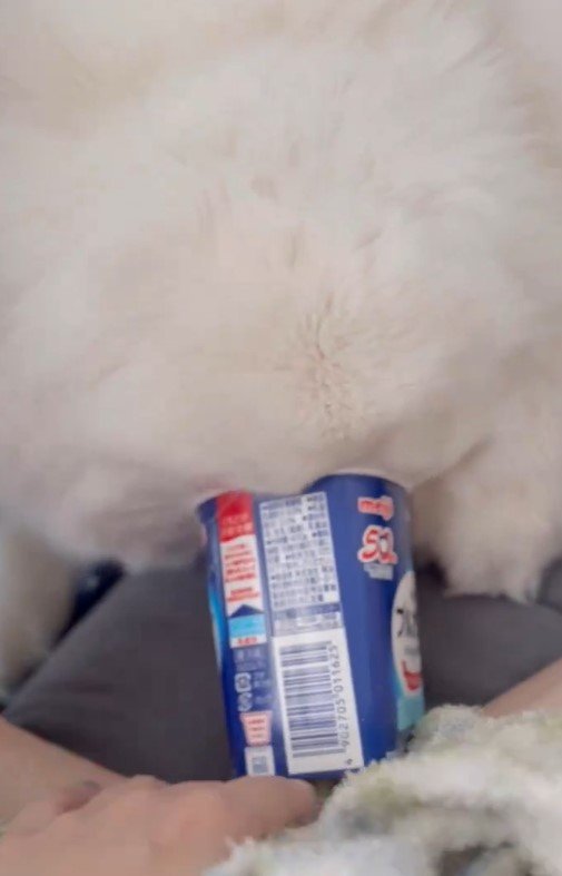 ヨーグルトが好きすぎる犬