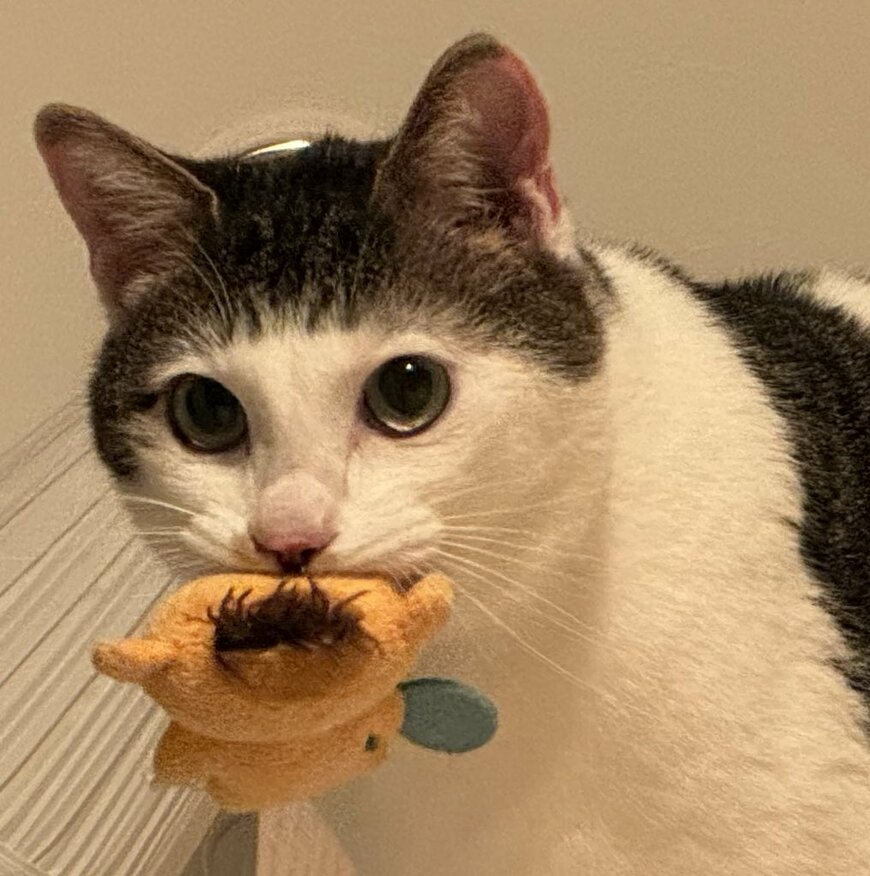 おもちゃをくわえる猫