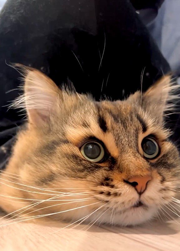 飼い主さんと猫