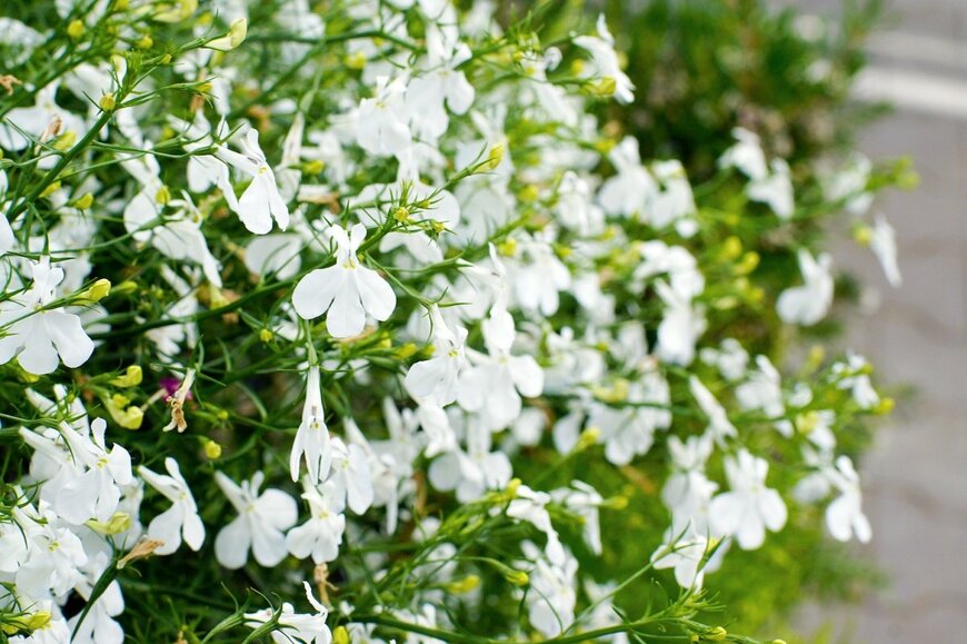 ロベリアの花がこんもり咲いている。色は白。