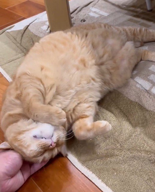 甘えん坊さんな猫